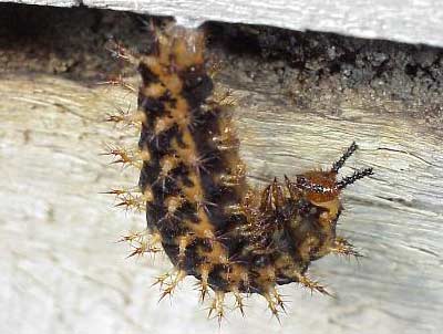 ���������� ������ (Hypolimnas bolina)
