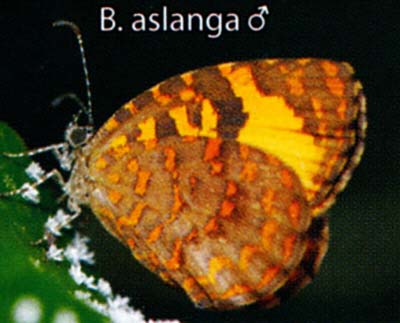 Baliochila aslanga