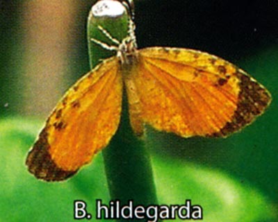 Baliochila hildegarda