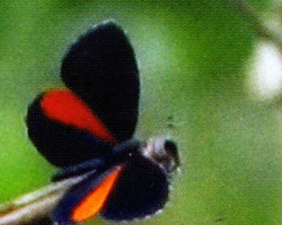Eresiomera dicolor 