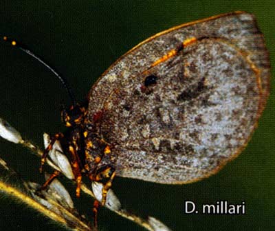 Deloneura millari
