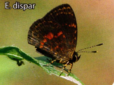 Epitolina dispar