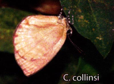 Cephetola collinsi