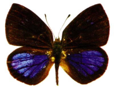 Cephetola subcoerulea