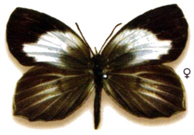 Miletus leos