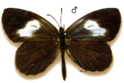 Miletus leos
