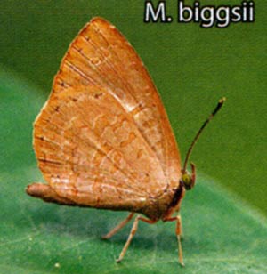 Miletus biggsii