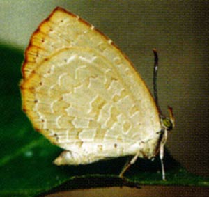 Miletus chinensis