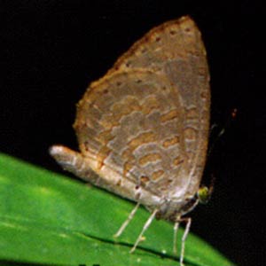 Miletus gaesa