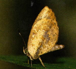 Miletus gallus