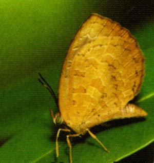 Miletus symethus