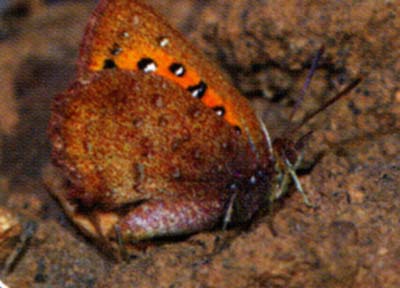 Aloeides aranda