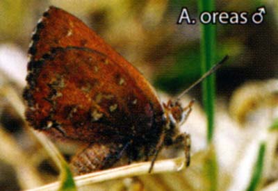 Aloeides oreas