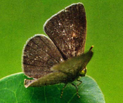 Spalgis epius