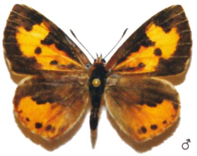 Feniseca tarquinius