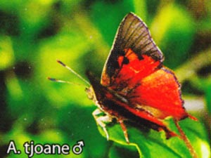 Axiocerces tjoane