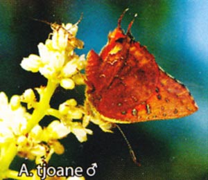 Axiocerces tjoane