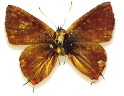 Chloroselas overlaeti