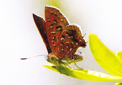 Chloroselas pseudozeritis