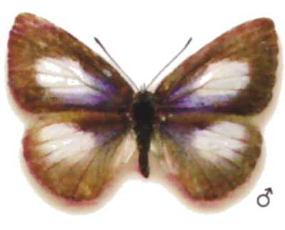 Candalides absimillis
