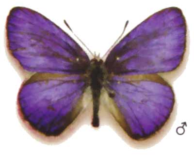 Candalides absimillis