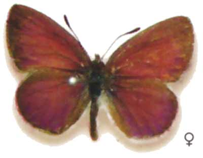 Candalides erinus