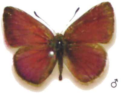 Candalides geminus