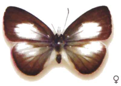 Candalides helenita