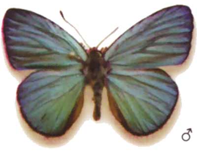 Candalides helenita