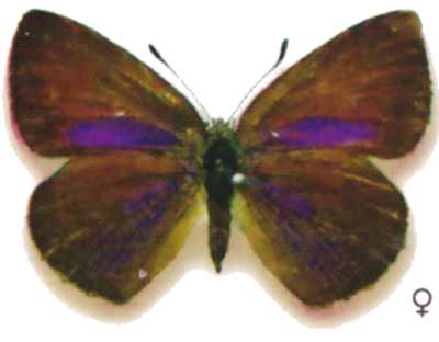 Candalides hyacinthina