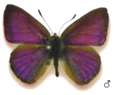 Candalides phaon