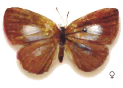 Candalides ilias