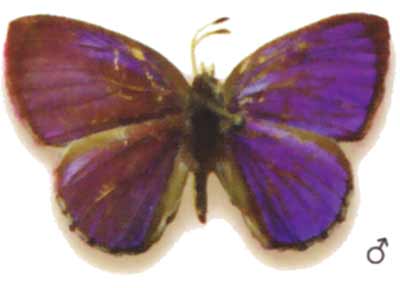Candalides ilias