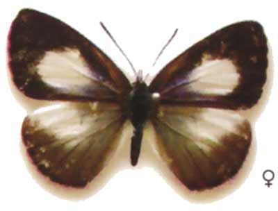 Candalides margarita