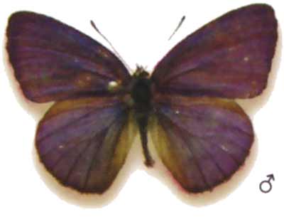 Candalides margarita