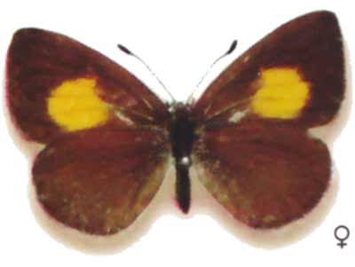 Candalides xanthospilos