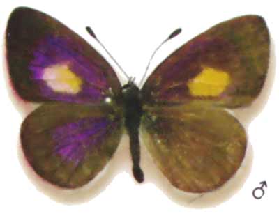 Candalides xanthospilos