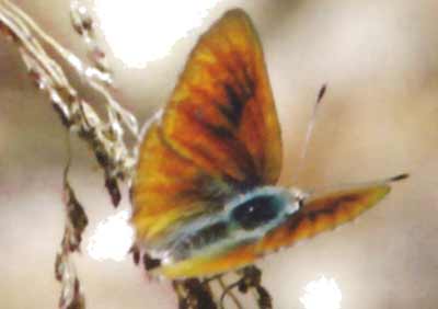 Candalides cyprotus