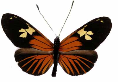 Heliconius byrneyi