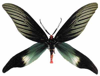 Хистия родопа (Histia rhodope)