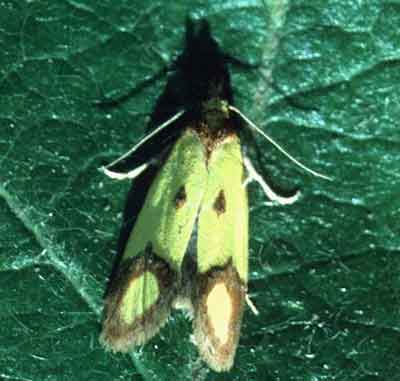 ���������� ����������� (Agapeta zoegana)