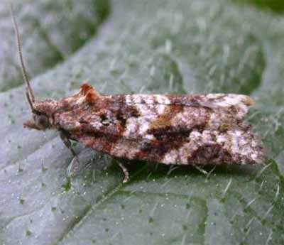 ���������� ��������� ��� ���������� (Argyrotaenia ljungiana)