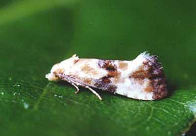 ����������� �������� (Eupoecilia angustana)