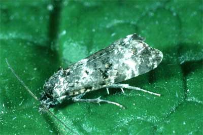 Листовёртка пятнистая (Hysterophora maculosana)