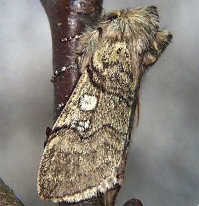 ��������� ��������� (Achlya flavicornis)