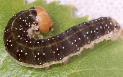 ��������� ��������� (Achlya flavicornis), ��������