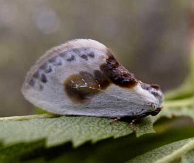 ���������� ����� (Cilix glaucata)
