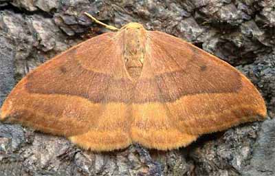 ����������� ������� (Drepana cultraria)