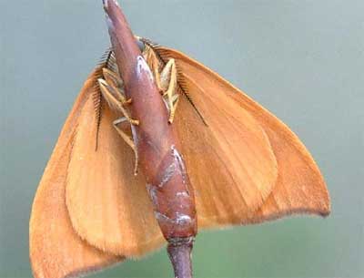 ����������� ������� (Drepana cultraria)