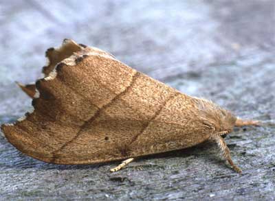 ����������� ����������� ��� ����������� ����� ���� (Falcaria lacertinaria)